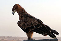 Photo d'aigle - Cliquez sur la photo pour agrandir
