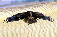 Ailes d'aigle - Cliquez sur la photo pour agrandir