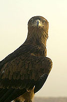 Photo d'aigle ravisseur  - Cliquez pour agrandir
