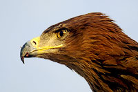 Tte d'aigle - Cliquez sur la photo pour agrandir