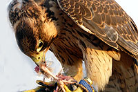 Photo de faucon - Cliquez sur la photo pour agrandir