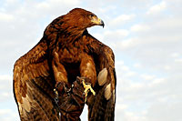 Photo d'un aigle au poing (Cliquez pour agrandir la photo)