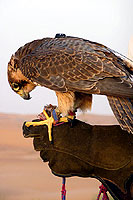 Photo d'un faucon sur le gant (Cliquez pour agrandir la photo)