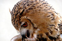 Photo de grand duc - Cliquez pour agrandir