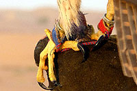 Photo de serres - Cliquez sur la photo pour agrandir