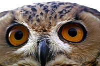 Photo de grand duc - Cliquez sur la photo pour agrandir