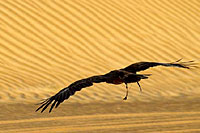 Aigle en bas vol sur les dunes de sable (Cliquez pour agrandir la photo)