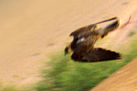 Photo de vol piqu - Cliquez sur la photo pour agrandir