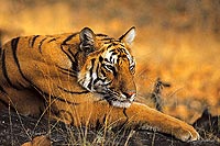 A voir : le tigre du Bengale, un des mythes de l'Inde