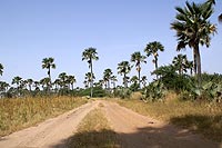 La brousse africaine - Cliquez pour agrandir