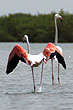 Cliquez pour voir la 1 photo des oiseaux du Sine Saloum