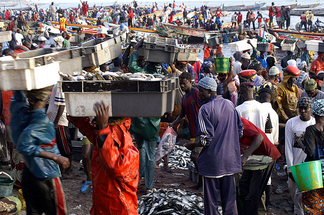 Dchargement des poissons de toutes tailles qui frtillent encore