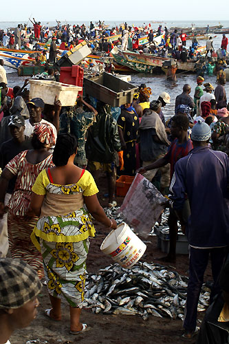 A larrive des pirogues de pche, les femmes caillent et vident les poissons, puis remplissent paniers et bassines