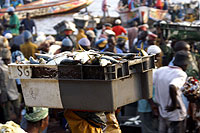 Dchargement des caisses de poisson - Cliquez pour agrandir en 650x400