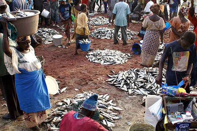 Chaque catgorie de poisson est trie, les ailerons de requin partiront vers lAsie, les dorades, les raies, les bars et les soles se retrouveront le lendemain sur les tals des poissonniers europens