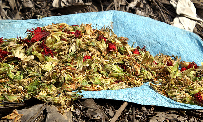 Le bissap est produit  partir des calices rouges de fleurs d'hibiscus . L'infusion d'hibiscus se dguste chaude ou froide .