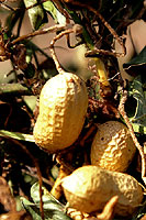 Plant de cacahutes - Cliquez pour agrandir 