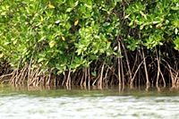 La mangrove de paltuviers - Cliquez pour agrandir 