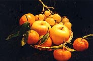 Cliquer sur la photo pour l'agrandir