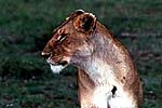 Berceau de l'humanit, le Kenya c'est plus que l'Afrique : paradis pour la faune, espaces infinis, paysages inoubliables, c'est un endroit privilgi pour le voyage (safari en langue swahili).
