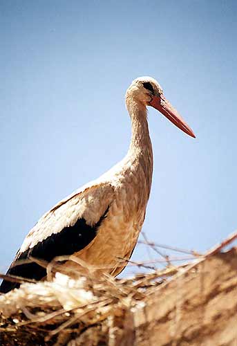 Photo d'une cigogne - Marrakech