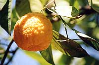 Oranger dans les jardins de Marrakech