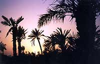 Le soir embrase la palmeraie de Marrakech